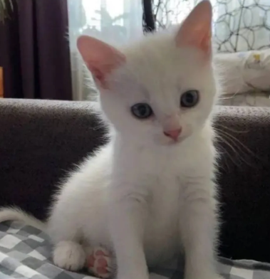 Foto da danini